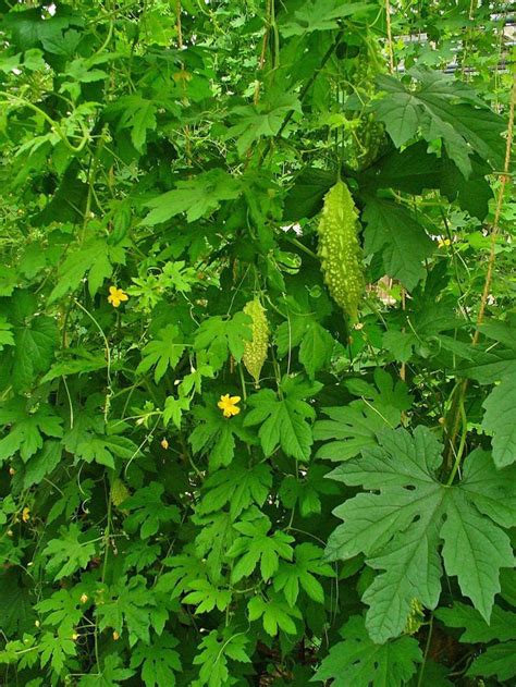Aside from tea, Cerasee leaves and stems are also crushed and applied to the skin to treat insect bites and other skin problems. . Nyanya leaves spiritual uses